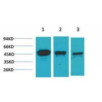 MEK-2 Polyclonal Antibody