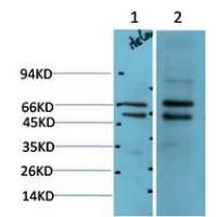 MEK-2 Rabbit Polyclonal Antibody