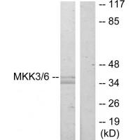 MEK-3 Polyclonal Antibody