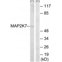 MEK-7 Polyclonal Antibody