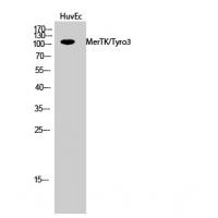 MerTK/Tyro3 Polyclonal Antibody