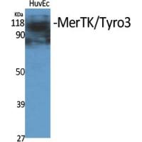 MerTK/Tyro3 Polyclonal Antibody