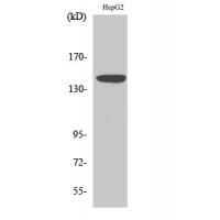 Met Polyclonal Antibody