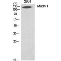 Mucin 1 Polyclonal Antibody