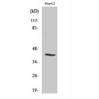 NF-YA Polyclonal Antibody