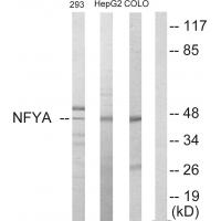 NF-YA Polyclonal Antibody