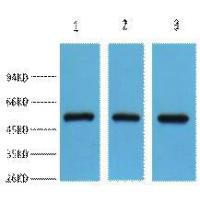 FH Polyclonal Antibody