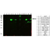 ABCG2 Rabbit pAb