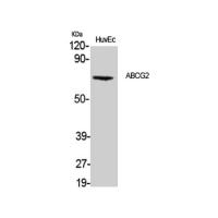 ABCG2 Rabbit pAb