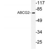 ABCG2 Rabbit pAb