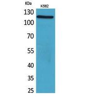 Cryopyrin Polyclonal Antibody