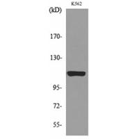 Cryopyrin Polyclonal Antibody