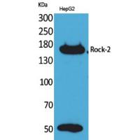 Rock-2 Polyclonal Antibody