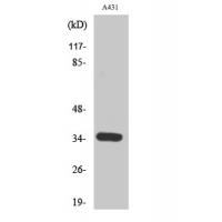 Cdk2/Cdc2 Polyclonal Antibody