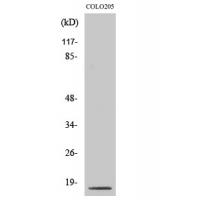 Cleaved-Caspase-3 p17 D175 Polyclonal Antibody