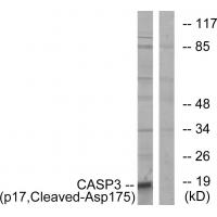 Cleaved-Caspase-3 p17 D175 Polyclonal Antibody