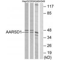 AARSD1 Polyclonal Antibody