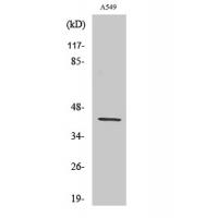 AARSD1 Polyclonal Antibody