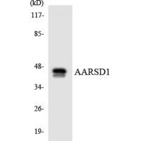AARSD1 Polyclonal Antibody