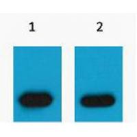mCherry-Tag Polyclonal Antibody