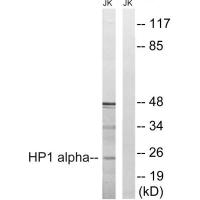 HP1-α Polyclonal Antibody