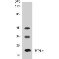 HP1-α Polyclonal Antibody