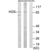 Hrs Polyclonal Antibody