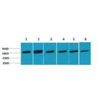 HSC70 Polyclonal Antibody