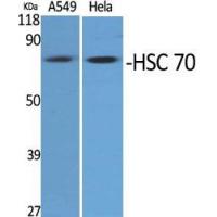 HSC70 Polyclonal Antibody