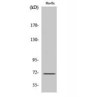 HSC70 Polyclonal Antibody