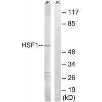 HSF1 Polyclonal Antibody