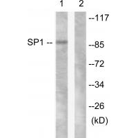 Sp1 Polyclonal Antibody