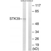 SPAK Polyclonal Antibody