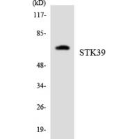 SPAK Polyclonal Antibody