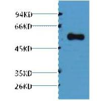 Alliinase Polyclonal Antibody