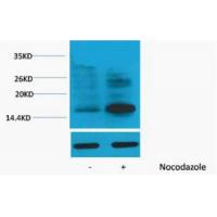 Histone H3 Phospho Thr118 Polyclonal Antibody