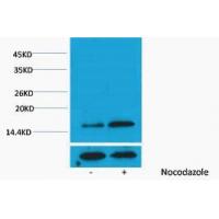 Histone H3 Phospho Thr3 Polyclonal Antibody