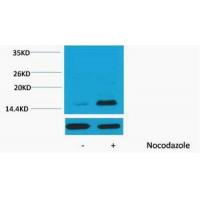 Histone H3 Phospho Thr32 Polyclonal Antibody