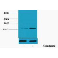 Histone H4 Phospho Ser1 Polyclonal Antibody