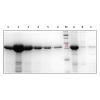 His-标签蛋白纯化（Ni-NTA柱法）试剂盒（变性）His-labeled protein Purification NI-NTA column kit Denaturing