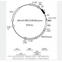 pRetroX-IRES-DsRed Express