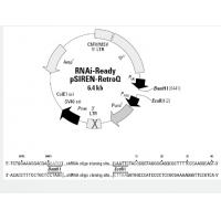 RNAi-Ready pSIREN-RetroQ