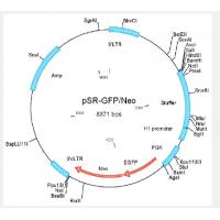 pSuper retro GFP-neo