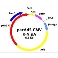 pacAd5 CMV K-N pA