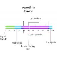 抑肽酶/蛋白酶抑制剂  Aprotinin  9087-70-1