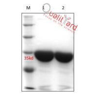 重组蛋白A蛋白G融合蛋白,r-PAG  纯度：≥95%，适合偶联琼脂糖珠/磁珠等