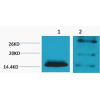 Histone H2B Di Methyl Lys5 Polyclonal Antibody