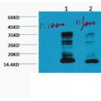 Histone H3 Mono Methyl Lys79 Monoclonal Antibody1E10