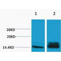 Histone H3 Di Methyl Lys14 Polyclonal Antibody