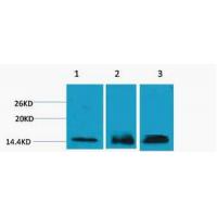 Histone H3 Tri Methyl Lys36 Polyclonal Antibody